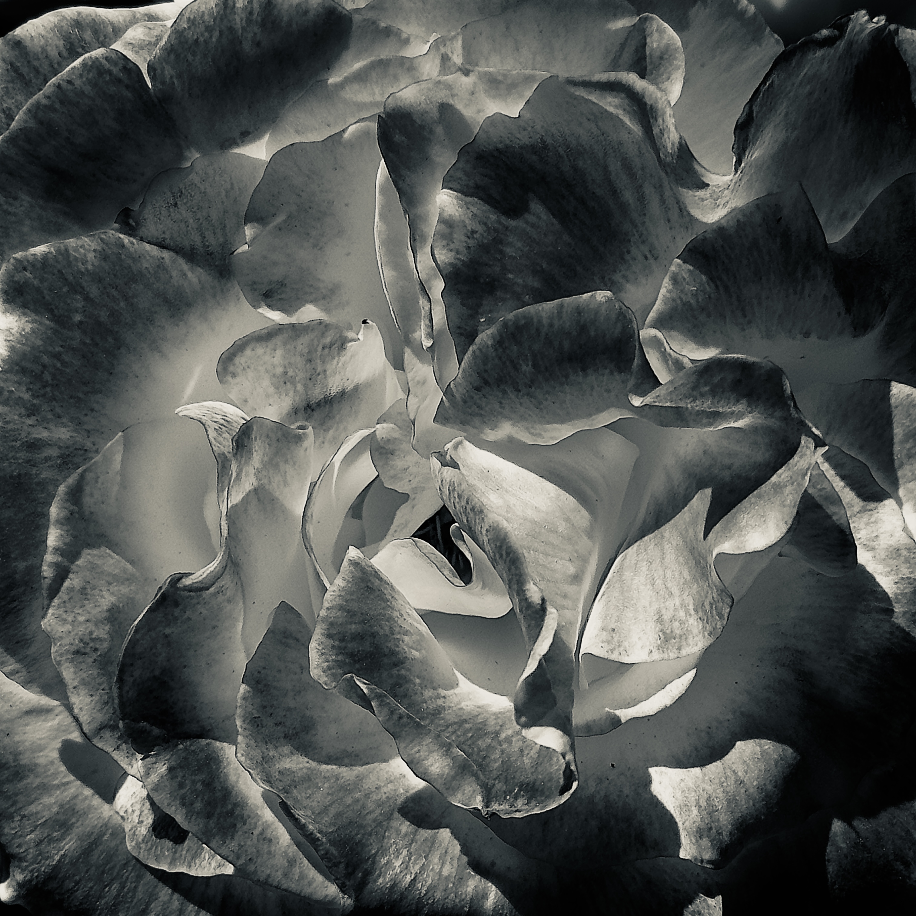 Close study of rose petals in high contrast black and white, from the Pandemic Roses series